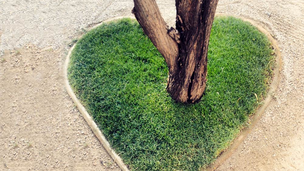 tree-heart-grass-1000-563px
